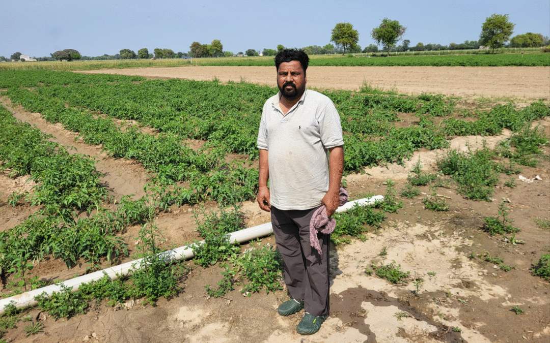 Growing vegetables has kept farmers in this Rajasthan district from debt and improved their wellbeing, for now