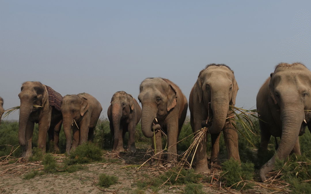 Meet captive elephants in India that suffer from chronic levels of ‘zoochosis’, but are on their way to recovery